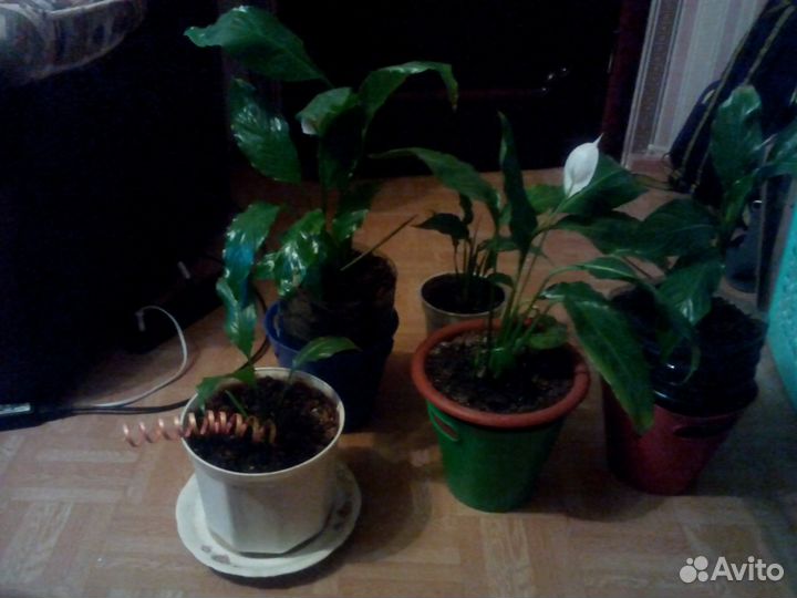 Комнатные цветы