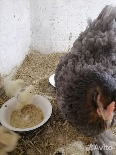 Цыпленок порода Брама