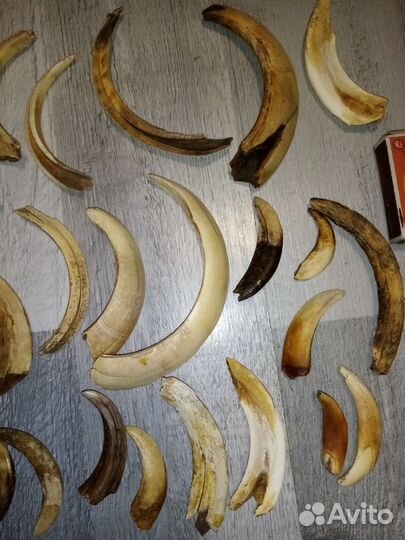 Клыки кабана