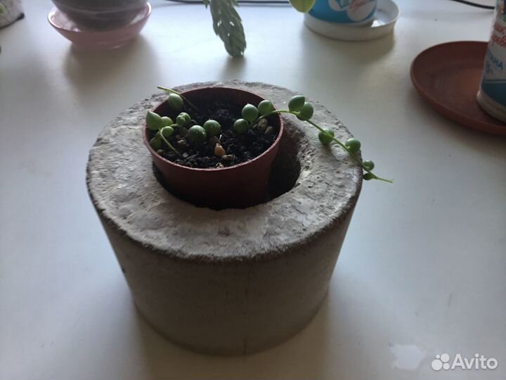 Крестовник Роули