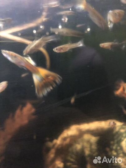 Аквариумные рыбки гуппи
