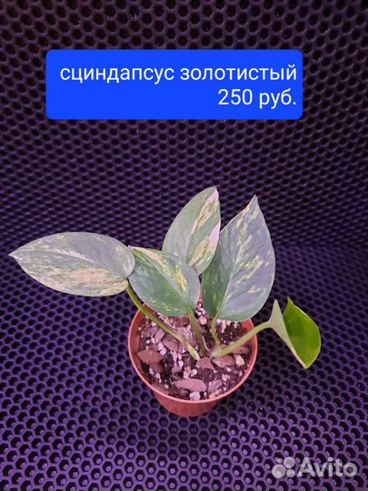 Калатея, строманта,эпипреум