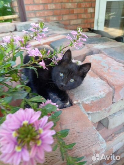 Кошка в дар бесплатно