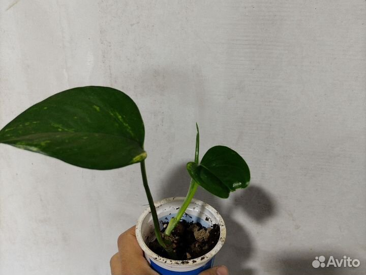 Сциндапсус