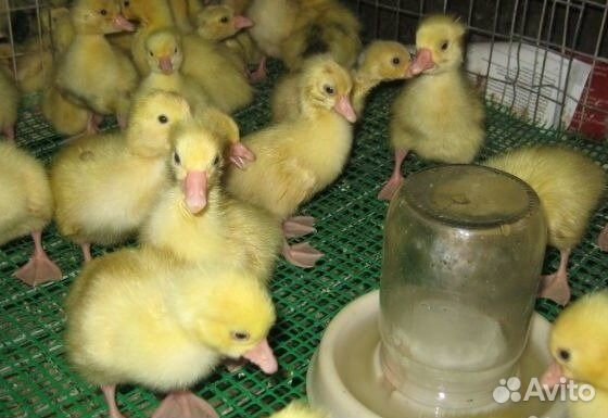 Гуси крупные самые большие легард линда серый укра