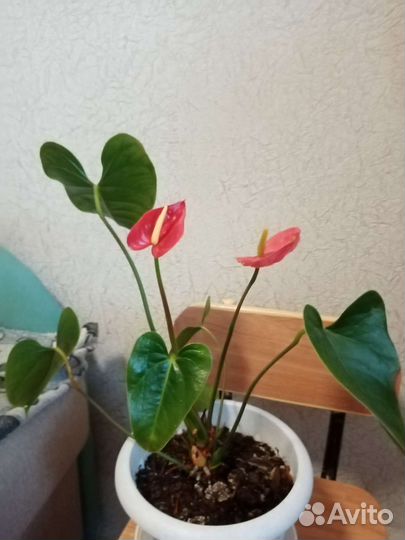 Антуриум мужское счастье