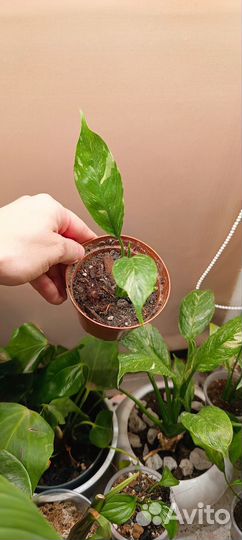 Спатифилум Даймонд вариегатный