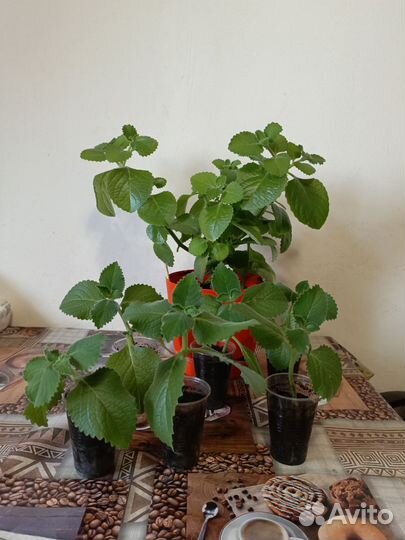 Комнатная мята