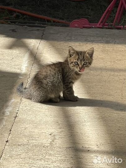 Котята бесплатно