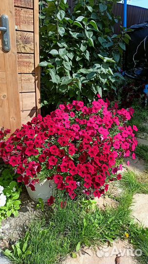 Петуния тайдал