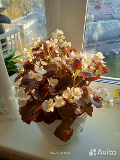 Бегония вечноцветущая