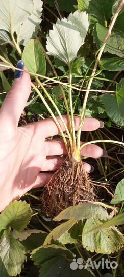 Рассада клубники