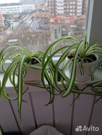 Хлорофитум кудрявый