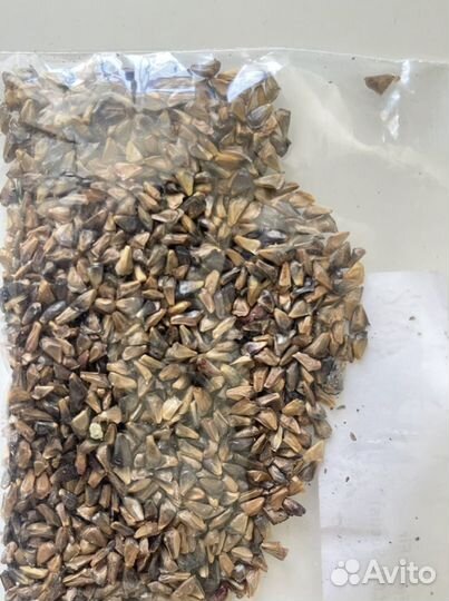 Семена хвойных деревьев