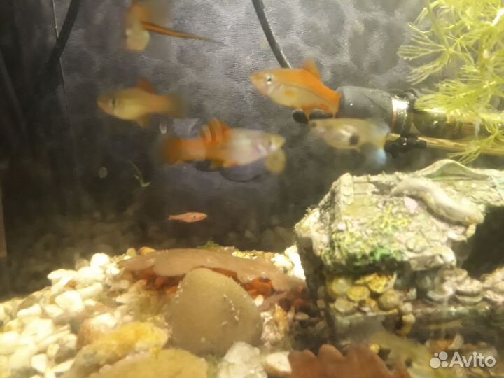 Попугай панда, неоновый меченосец, креветка