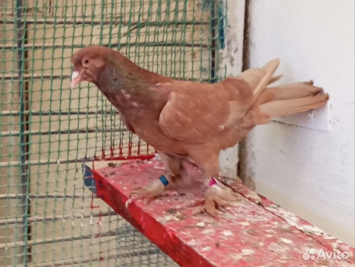 Бакинские широкохвостые бойные голуби