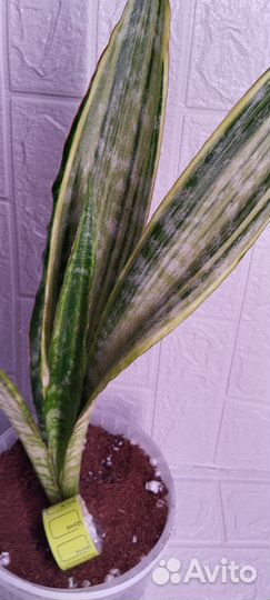 Бегония суккулент