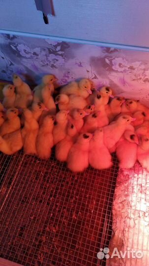 Утята мускусные тяжёлой французской линии