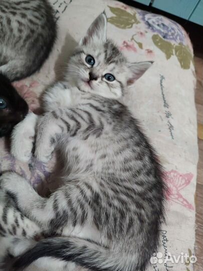 Домашние животные котята