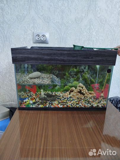 Аквариум