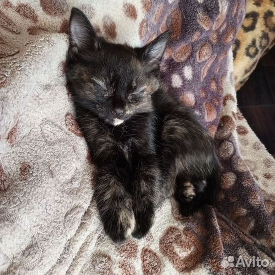 Кошка