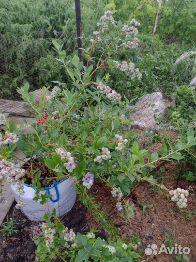 Голубика Дюк, Блюкроп, Ковилл 1,5;2;2,5 года