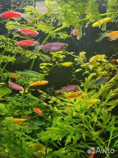 Данио гло, тернеция гло, коридоросы