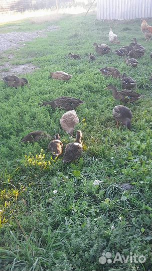 Утка дикая / утки / дикая утка кряква