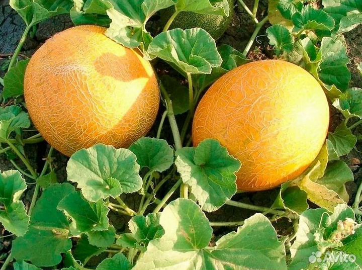 Предзаказ на рассаду бахчевых культур