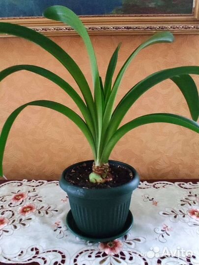 Гиппиаструм красный