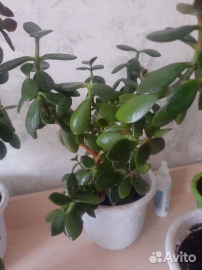 Толстянка (денежное дерево)