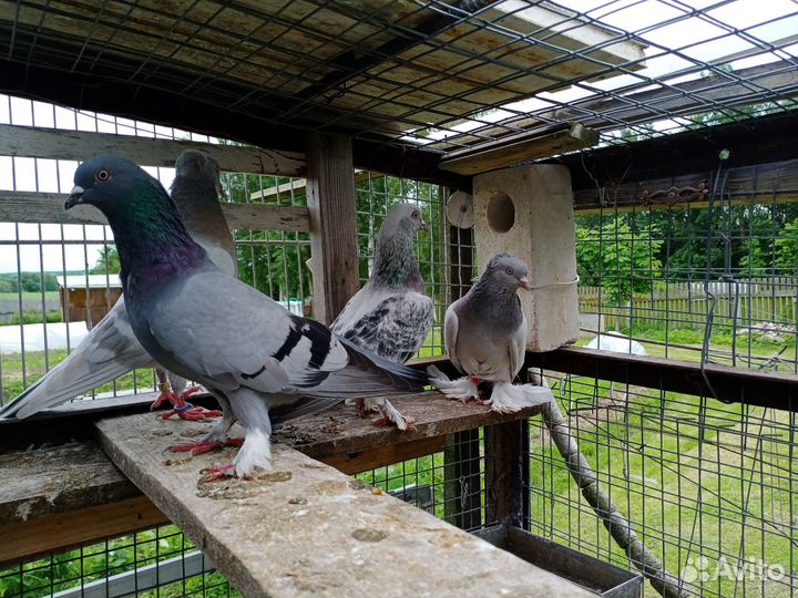 Гонные голуби из деревни