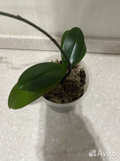 Фаленопсис Фронтера