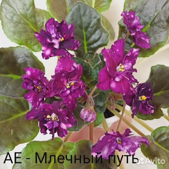Сортовые фиалки