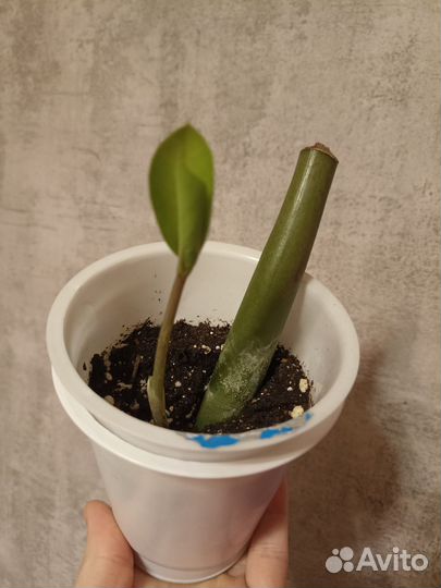 Замиакулькас зелёный