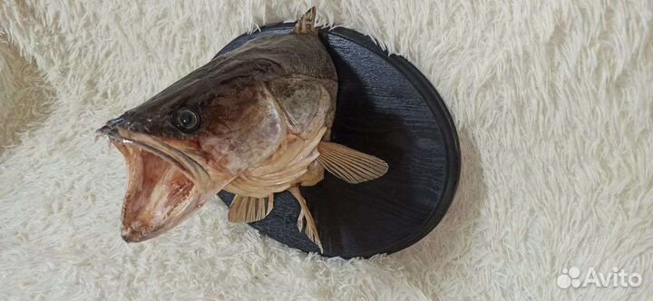 Чучело хищных рыб