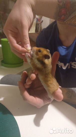 Передержка питомцев