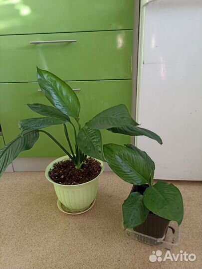 Спатифиллум