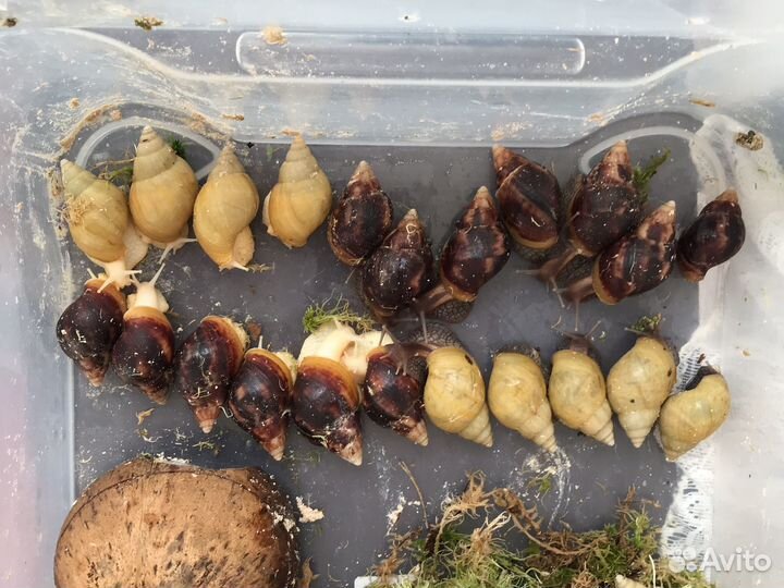 Улитки ахатины за любую белую шоколадку