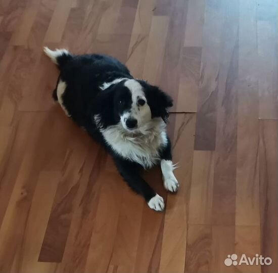 Ищем дом собачке