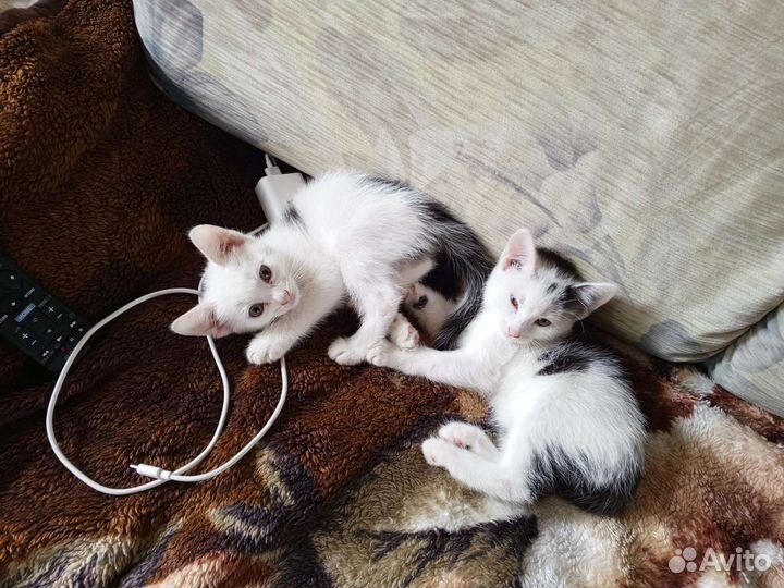 Котята в добрые руки бесплатно 2 месяца