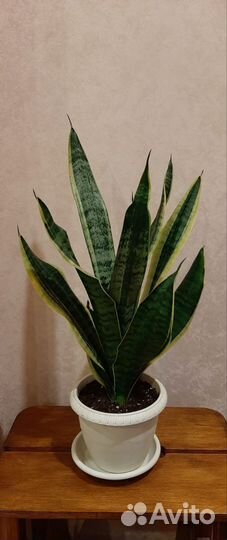 Сансевиерия лауренти