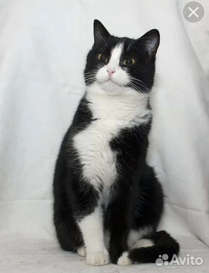 Черно белая кошка