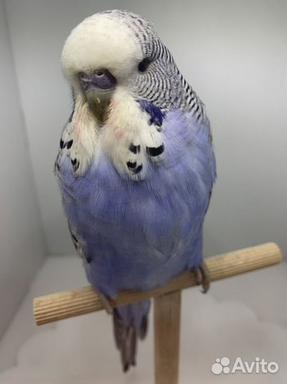 Выставочные волнистые попугаи чехи