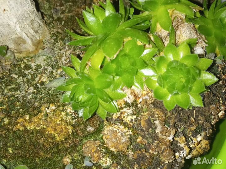 Каменная роза