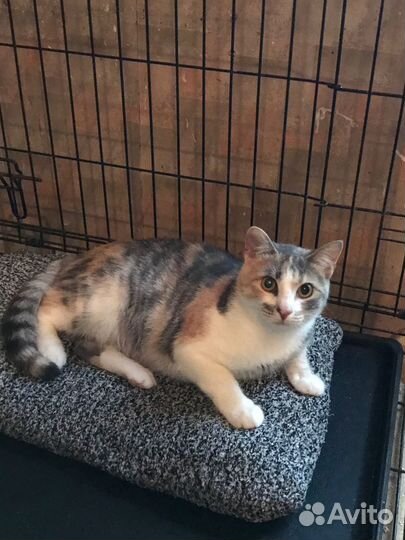 Кошка в дар