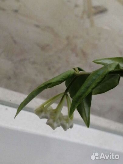 Хойя мелколистная