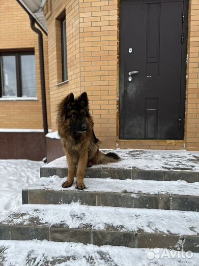 Кобель для вязки