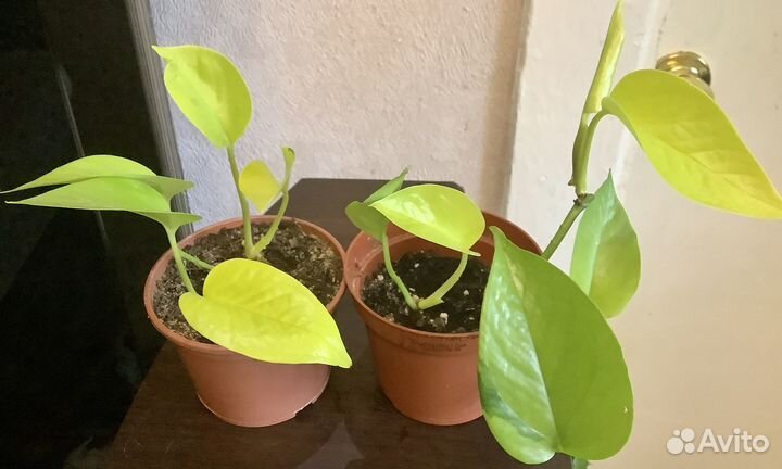 Сциндапсус (эпипремнум) голден потос