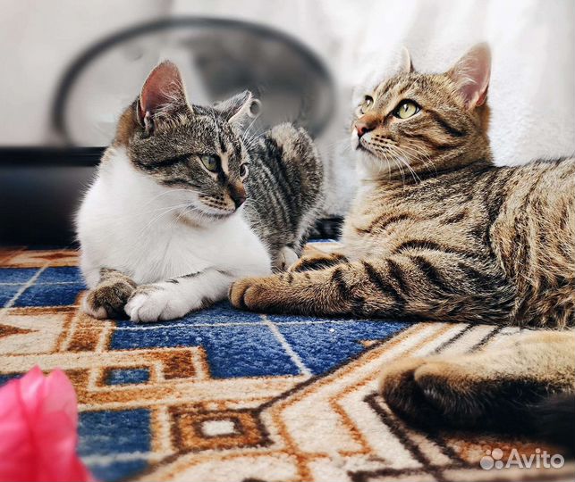 Европейская